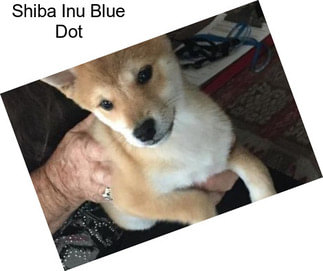 Shiba Inu Blue Dot