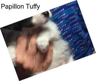 Papillon Tuffy