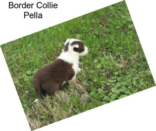 Border Collie Pella