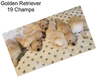 Golden Retriever 19 Champs