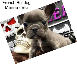 French Bulldog Marina - Blu