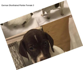 German Shorthaired Pointer Female 3