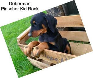 Doberman Pinscher Kid Rock