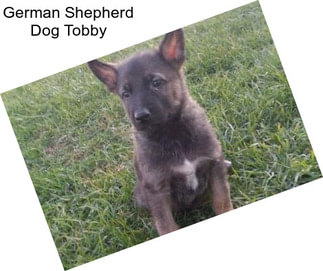 German Shepherd Dog Tobby