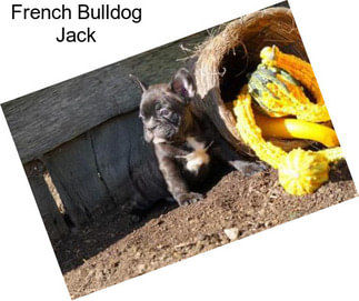 French Bulldog Jack