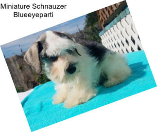 Miniature Schnauzer Blueeyeparti