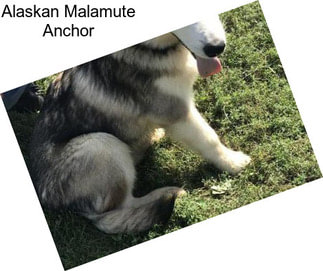 Alaskan Malamute Anchor