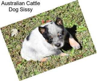 Australian Cattle Dog Sissy