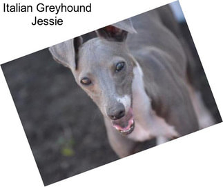 Italian Greyhound Jessie