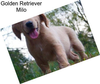 Golden Retriever Milo