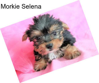 Morkie Selena