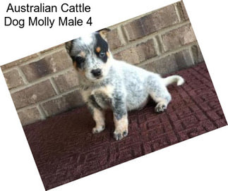 Australian Cattle Dog Molly Male 4