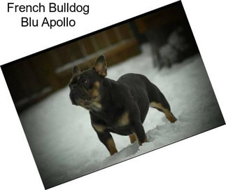 French Bulldog Blu Apollo