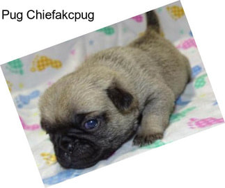 Pug Chiefakcpug