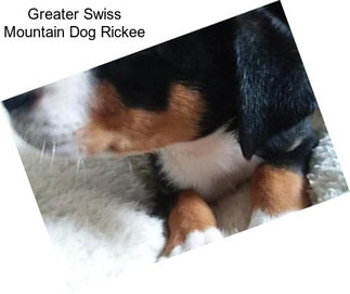 Greater Swiss Mountain Dog Rickee