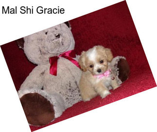 Mal Shi Gracie