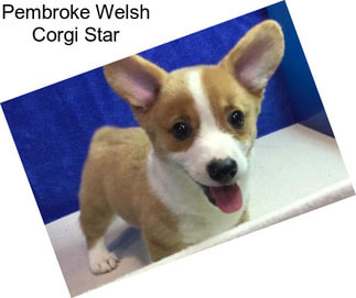 Pembroke Welsh Corgi Star