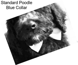 Standard Poodle Blue Collar