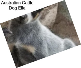 Australian Cattle Dog Ella