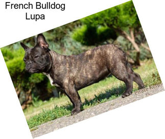 French Bulldog Lupa