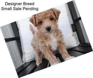 Designer Breed Small Sale Pending