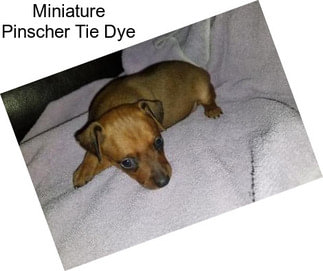 Miniature Pinscher Tie Dye