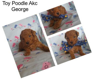 Toy Poodle Akc George