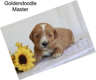 Goldendoodle Master