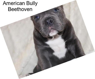 American Bully Beethoven