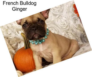 French Bulldog Ginger