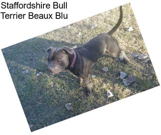 Staffordshire Bull Terrier Beaux Blu