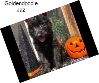 Goldendoodle Jaz