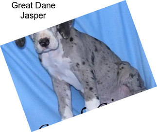 Great Dane Jasper