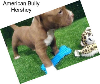 American Bully Hershey