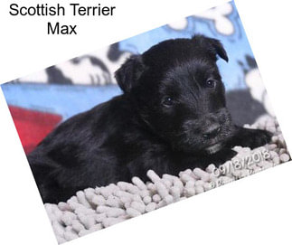 Scottish Terrier Max