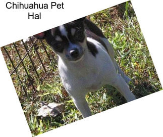 Chihuahua Pet Hal