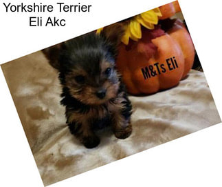 Yorkshire Terrier Eli Akc