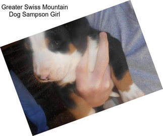 Greater Swiss Mountain Dog Sampson Girl