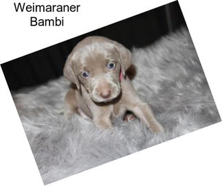 Weimaraner Bambi