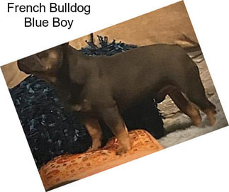 French Bulldog Blue Boy