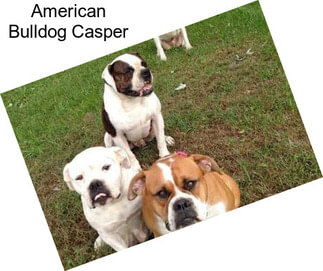 American Bulldog Casper