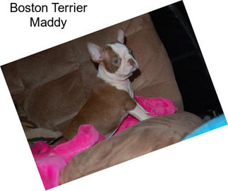 Boston Terrier Maddy