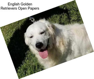 English Golden Retrievers Open Papers