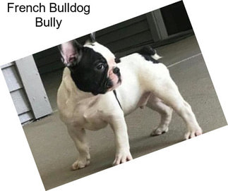 French Bulldog Bully