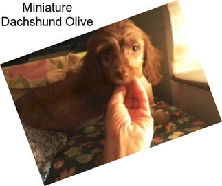 Miniature Dachshund Olive