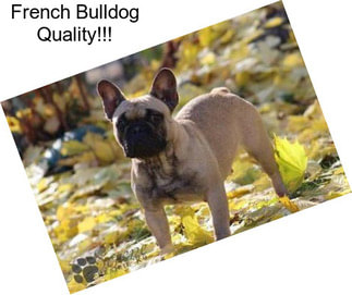 French Bulldog Quality!!!