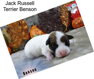 Jack Russell Terrier Benson