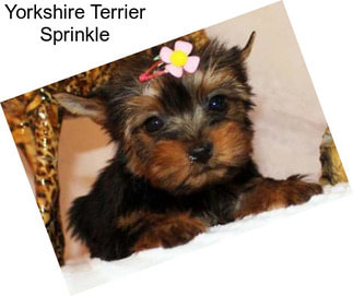 Yorkshire Terrier Sprinkle