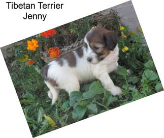Tibetan Terrier Jenny