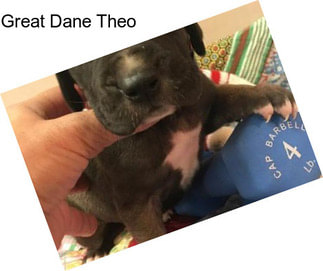 Great Dane Theo